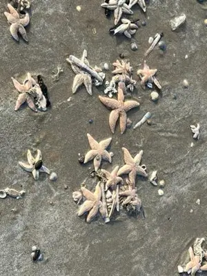 a pile of dried out stars on a beach at Blue Fish in Zandvoort