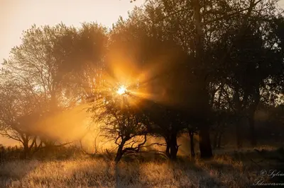 a sun shining through trees in a field at Appartement Meer-C in Zandvoort