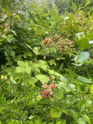 a group of plants with pink flowers in a field at Het Huis van Bewustzijn in Limmen