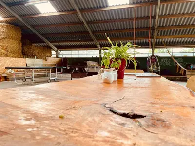 a large wooden table with plants on top of it at Vintage caravan in old orchard at farm Huize Blokland in Hem