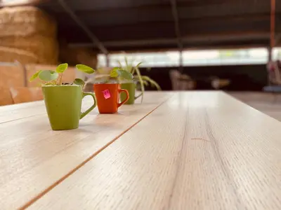 three coffee cups sitting on top of a wooden table at Vintage caravan in old orchard at farm Huize Blokland in Hem