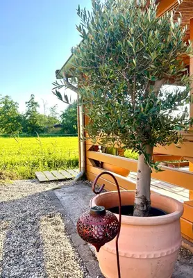 a potted tree in a pot next to a fence at Mediterranean style chalet with jacuzzi and garden near Amsterdam in Vijfhuizen