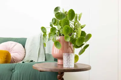 a pink vase sitting on a table with a plant at Villa Amsterdam Castle in Muiden