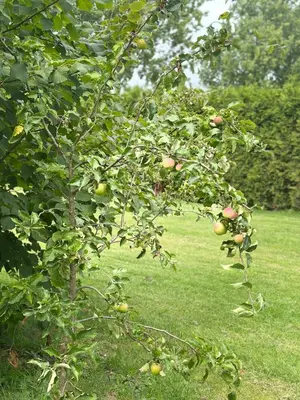 an apple tree with apples on it in a field at Back to Basic in Zwaanshoek