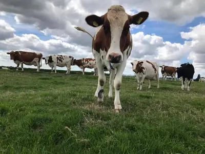 a herd of cows standing in a field of grass at Hooiberghut op boerderij in Leidschendam