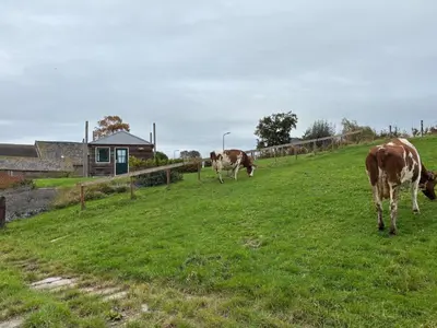 three cows grazing in a field of grass at Hooiberghut op boerderij in Leidschendam