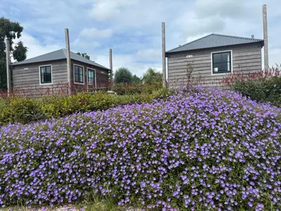 a field of purple flowers in front of a house at Hooiberghut op boerderij in Leidschendam