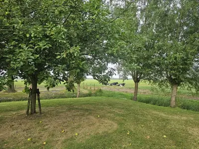 a field with trees and some cows in the distance at De Gouwe Hooiberg in Hoogwoud