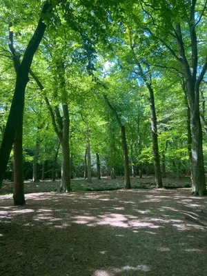 a park with many trees and shadows on the ground at Studio Bergen in Bergen