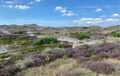 a field of grass and bushes with a blue sky at Stunning Home In Bergen Aan Zee in Bergen aan Zee