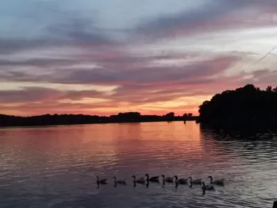 a group of ducks swimming on a lake at sunset at Motorjacht At Ease in Amsterdam