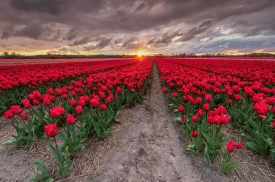 a field of red tulips with the sunset in the background at DUINUNDER In de duinen, loopafstand naar 't strand in Noordwijk aan Zee