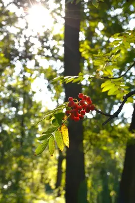 a bunch of red berries on a tree branch at Bed & Breakfast Puur Natuur Putten, met privé sauna in Putten