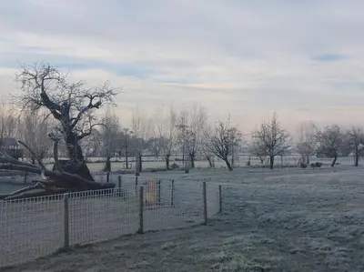 a fence in a field with a tree at Luxe vrijstaand gastenverblijf - landelijk gelegen in IJsselstein