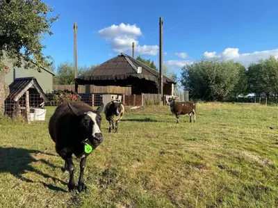 a group of cows standing in a field at Luxe vrijstaand gastenverblijf - landelijk gelegen in IJsselstein