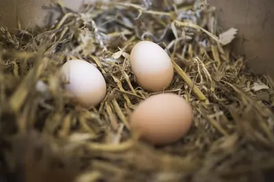 a group of eggs in a nest at B&B Louisehoeve in Linschoten