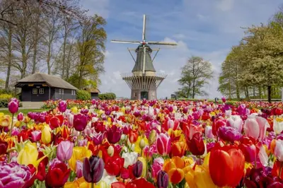 a field of flowers with a windmill in the background at Huisje te huur van 15 feb tot 15 mrt voor tweeduizend euro vier weken in Zevenhuizen