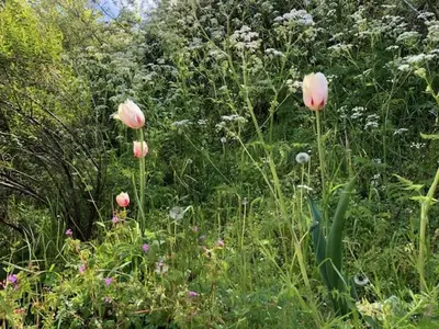 a field of flowers with pink flowers at Apartments Four Seasons Zuiderstraat in Egmond aan Zee