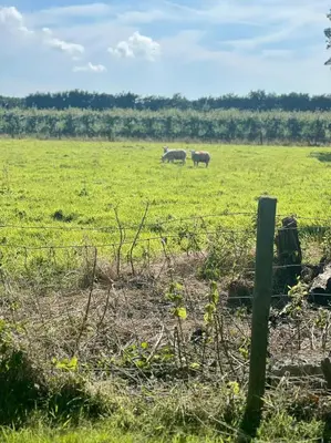two sheep grazing in a field behind a fence at De Koolschuur in Heerhugowaard