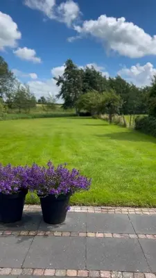 two pots of purple flowers on a sidewalk with a grass field at De Koolschuur in Heerhugowaard