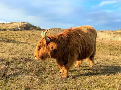 a cow with horns standing in a field at Vakantiehuis Boulevard in Egmond aan Zee