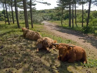 three cows laying in the grass on a dirt road at Vakantiehuis Boulevard in Egmond aan Zee