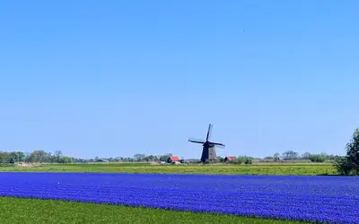 a field of blue flowers with a windmill in the background at Het Zomerhuis in Zuidbakkum
