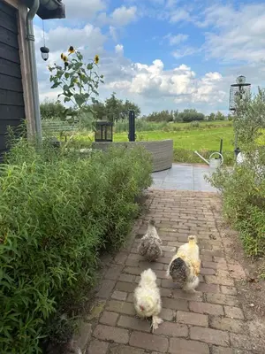 three chickens are walking down a brick path at 't Jisper Huisje in Jisp