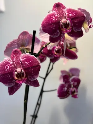 a group of purple orchid flowers in a vase at Décor Canal House in Amsterdam