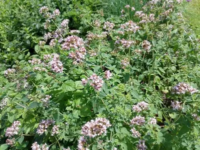 a bunch of pink flowers in a garden at Bedstee in de polder in Egmond aan den Hoef