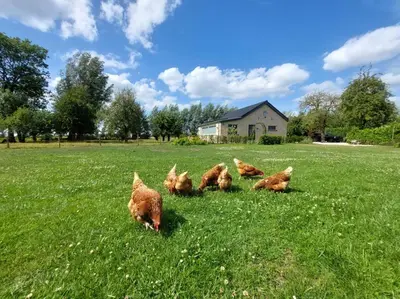 a group of chickens in a field of grass at BB-4u in IJsselstein