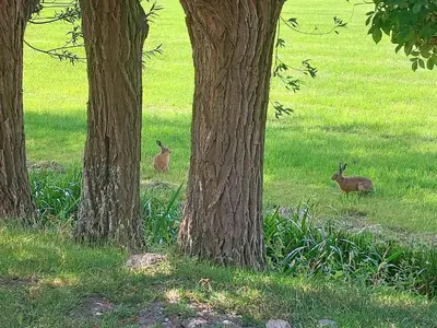 two deer sitting in the grass between two trees at BB-4u in IJsselstein