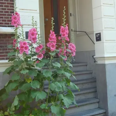 Historic canal house in green residential area