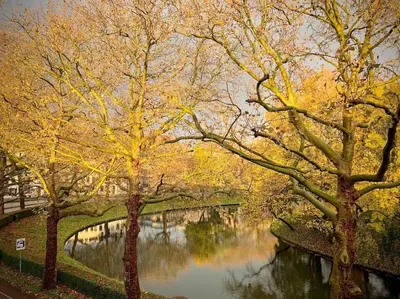 a group of trees with yellow leaves next to a river at City Apartment With Canalview at Canalhouse-Majestic in Utrecht