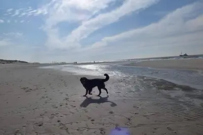 a black dog walking on the beach at Tinyhouse CARPE DIEM in Dirkshorn