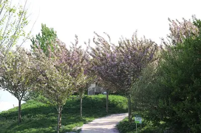a path with trees with pink flowers on it at Safari Lodges XL in Nieuwe Wetering