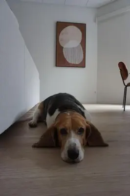 a brown and white dog laying on the floor at Zen Beach Apartment in Noordwijk aan Zee