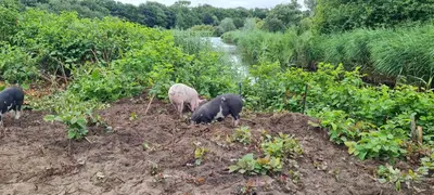 a group of animals standing in a field at Vakantiehuis de Creutz in Beverwijk