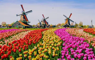 a field of tulips with windmills in the background at 1-2 pp ROOM AMS Airport great view lake in Roelofarendsveen
