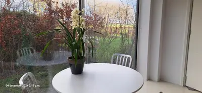 a vase with flowers on a table in front of a window at gastenverblijf Bij de Dijk in Warmenhuizen