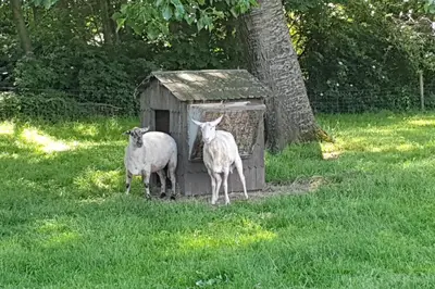 two sheep standing in front of a doghouse at City Farmer Farmyard Stays, Sleep Easy, Stay Rural, Explore Amsterdam in Amsterdam