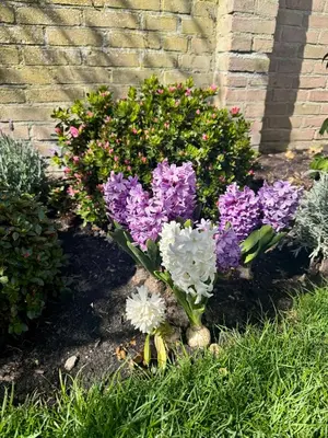 a bunch of purple and white flowers in the grass at Wanderlust - Vlakbij strand - Omheinde privétuin in Noordwijk aan Zee