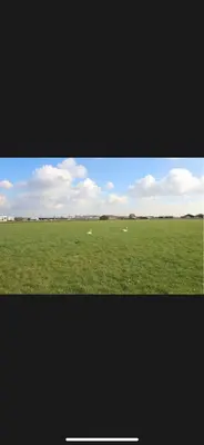 a field of green grass with sheep in the distance at Vakantiehuis Medemblik polder in Opperdoes