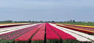 a field of flowers with pink and white tulips at Enjoy Heaven in Schellinkhout