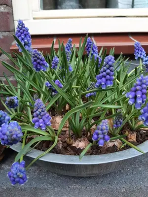 a bunch of purple flowers in a pot at Gezellig souterrain in bollestreek met prive ingang in Hillegom