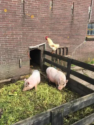 two pigs and a chicken standing next to a fence at Droomgaerd in Vlist