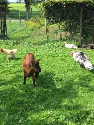 a brown cow standing in a field with chickens at Droomgaerd in Vlist