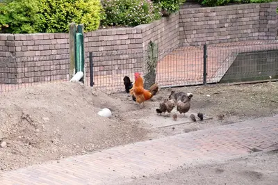 a group of chickens walking around in a pen at Guest House Aan de Hollandse IJssel in Montfoort