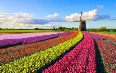 a field of tulips with a windmill in the background at Guesthouse Voorhout in Voorhout