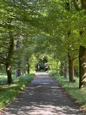 a tree lined road with a tree canopy over it at Privé huisje op unieke groene plek in Den Dolder